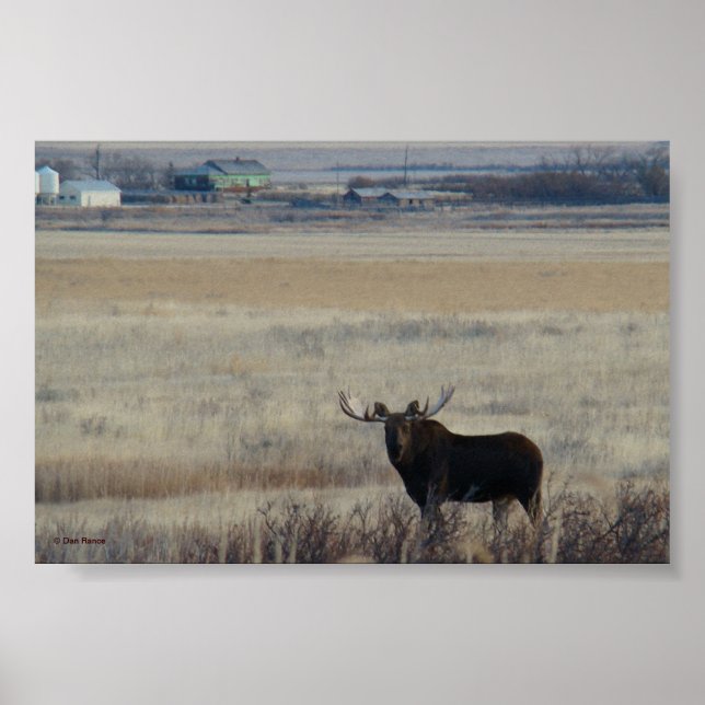 M3 Bull Elch auf landwirtschaftlichen Flächen Poster (Vorne)