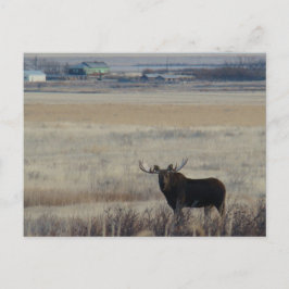 M3 Bull Elch auf landwirtschaftlichen Flächen Postkarte
