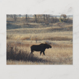 M5 Bull Elch Postkarte