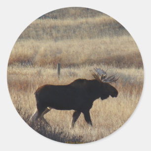 M5 Bull Moose Aufkleber