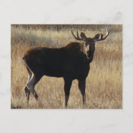 M7 Young Bull Moose Postkarte