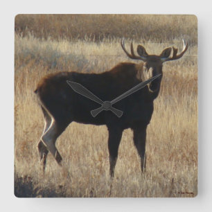M7 Young Bull Moose Quadratische Wanduhr