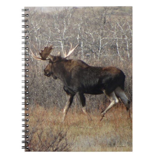 M8 Bull Elche in Scrub Brush Notizblock (Vorderseite)