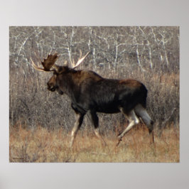 M8 Bull Elche in Scrub Brush Poster