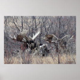 M9 Bull Elch Lay Poster