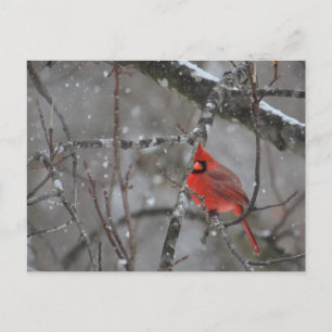 M. Cardinal - Carte postale