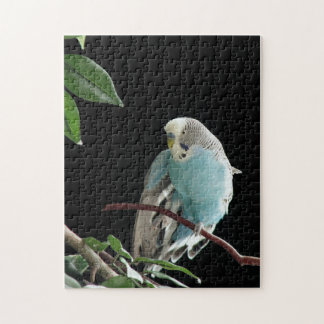 M. Jill Budgie Puzzle