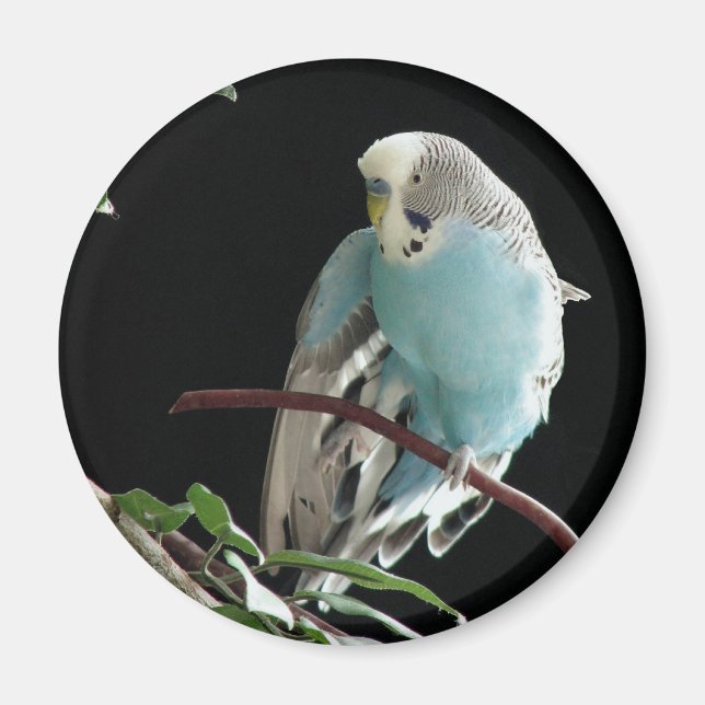 M. Jill Budgie Rond Magnet (Devant)