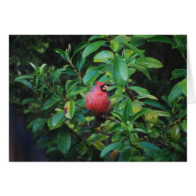 Ma carte de cardinal de vertus (Devant Horizontal)