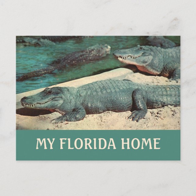 Ma carte postale de Gator de la maison de Floride (Devant)