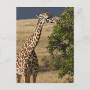 Maasai Giraffe (Giraffe Tippelskirchi), gesehen 2 Postkarte