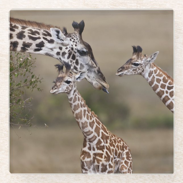 Maasai Giraffe (Giraffe Tippelskirchi) Glasuntersetzer (Vorderseite)
