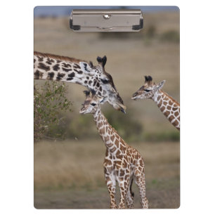 Maasai Giraffe (Giraffe Tippelskirchi) Klemmbrett