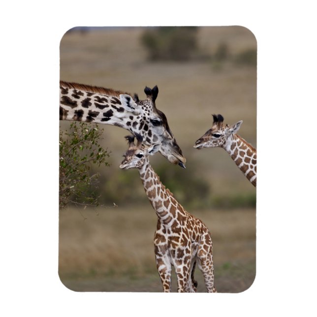 Maasai Giraffe (Giraffe Tippelskirchi) Magnet (Vertikal)