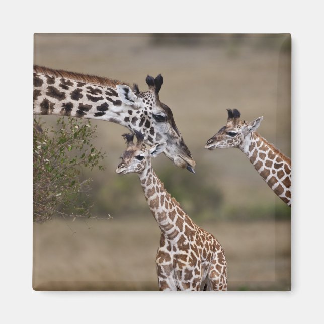 Maasai Giraffe (Giraffe Tippelskirchi) Magnet (Vorne)