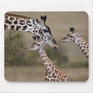 Maasai Giraffe (Giraffe Tippelskirchi) Mousepad