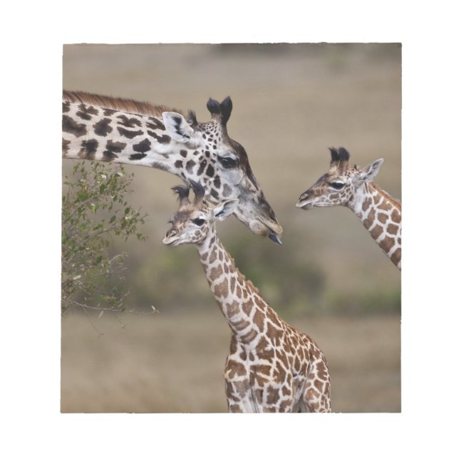 Maasai Giraffe (Giraffe Tippelskirchi) Notizblock (Vorderseite)