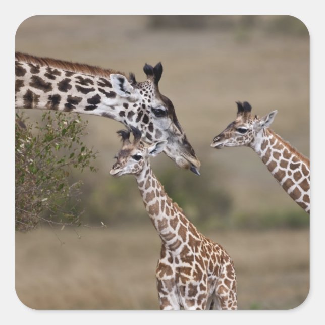 Maasai Giraffe (Giraffe Tippelskirchi) Quadratischer Aufkleber (Vorderseite)