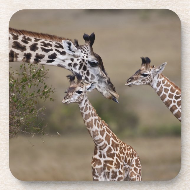 Maasai Giraffe (Giraffe Tippelskirchi) Untersetzer (Vorderseite)
