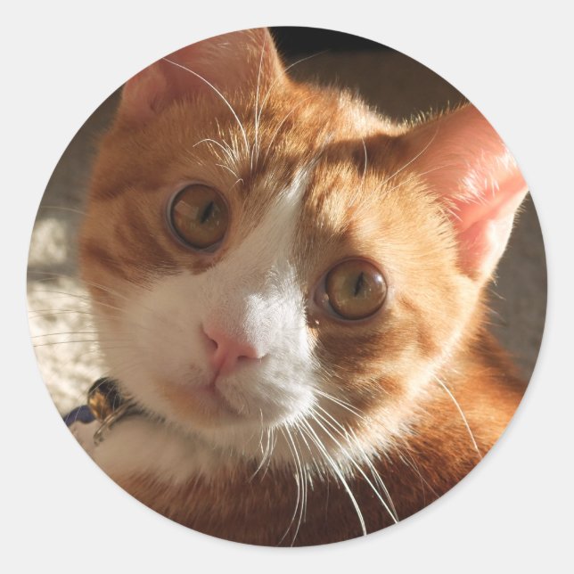 Mac Cat Foto Stickers (Vorderseite)