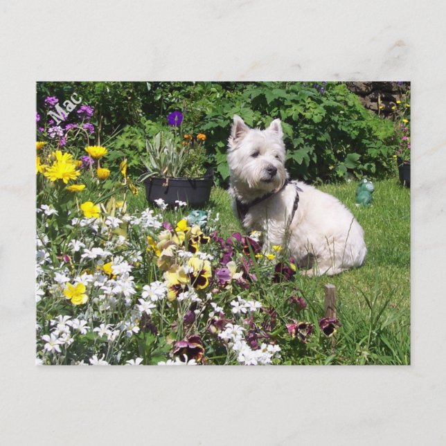 Mac, West Highland White Terrier Westie Postkarte (Vorderseite)