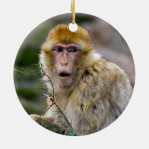 Macaca sylvanus keramik ornament