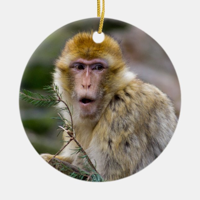 Macaca sylvanus keramikornament (Vorne)