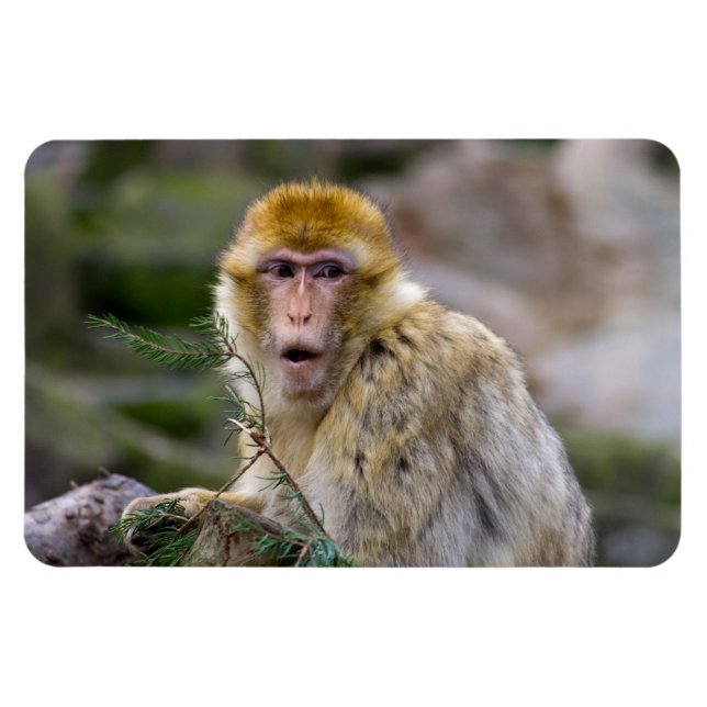 Macaca sylvanus magnet (Horizontal)