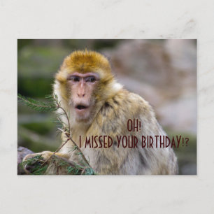 Macaca sylvanus postkarte