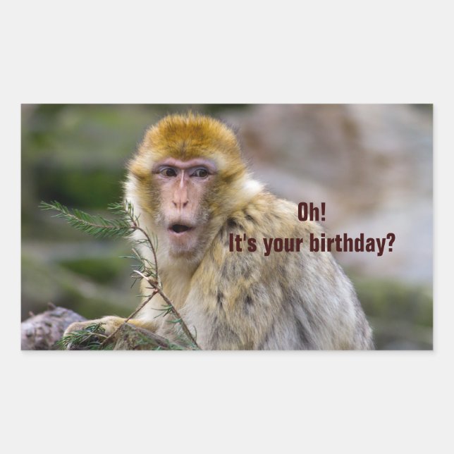 Macaca sylvanus rechteckiger aufkleber (Vorderseite)