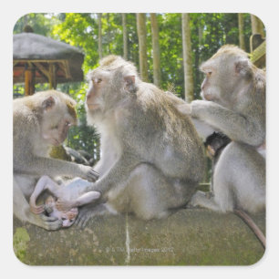 Macaque Krabbe-essen, Macaca fasciularis, in Ubud Quadratischer Aufkleber