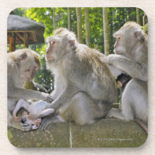 Macaque Krabbe-essen, Macaca fasciularis, in Ubud Untersetzer
