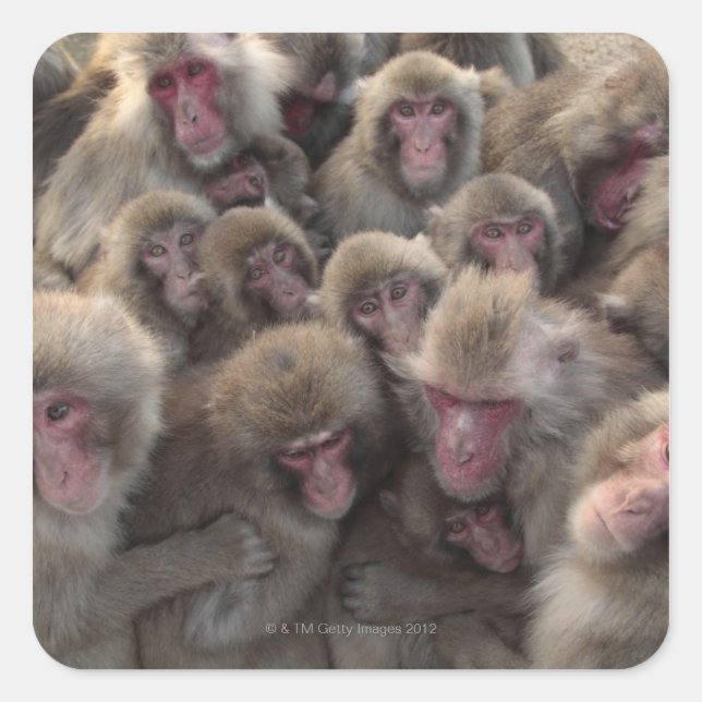 Macaque (Macaca fuscata), gepanzert Quadratischer Aufkleber (Vorderseite)