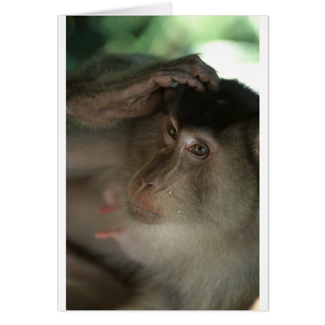 Macaque Monkey Borneo (Vorne)