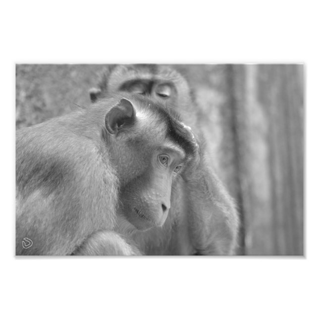 Macaques à queue de porc - Photo Impression (Devant)