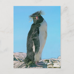 Macaroni Pinguin Postkarte