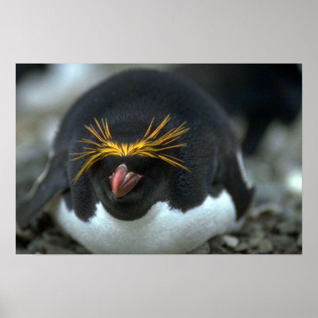 Macaroni Pinguin sitzend auf Eiern Poster (Vorne)