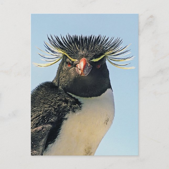 Macaroni Pinguine Postkarte (Vorderseite)
