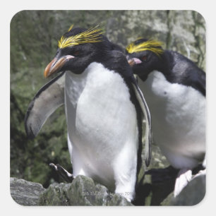 Macaroni Pinguine, Südgeorgien Quadratischer Aufkleber