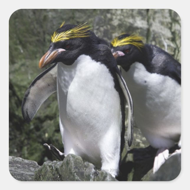 Macaroni Pinguine, Südgeorgien Quadratischer Aufkleber (Vorderseite)