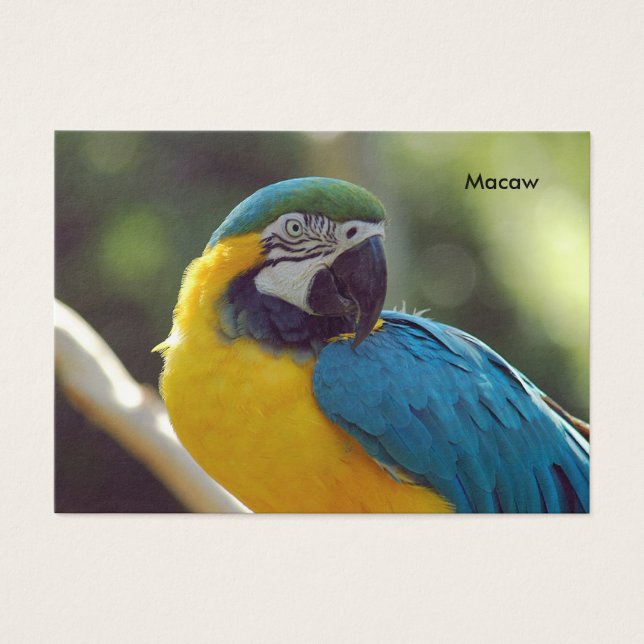 macaw (Devant)