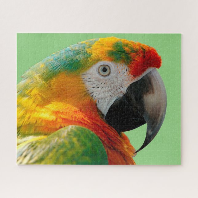 Macaw (Horizontal)