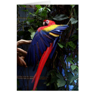 Macaw
