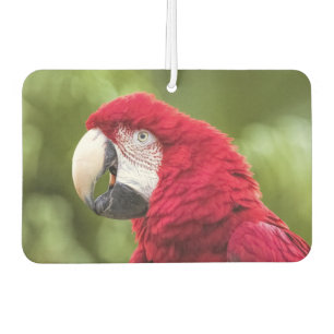 Macaw Air Freshener Autolufterfrischer