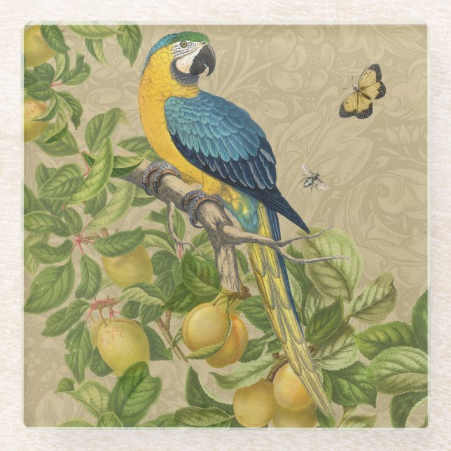 Macaw Blue Yellow Tropical Dschungel Antique Glasuntersetzer (Vorderseite)