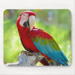 Macaw, der auf Niederlassung sitzt Mousepad