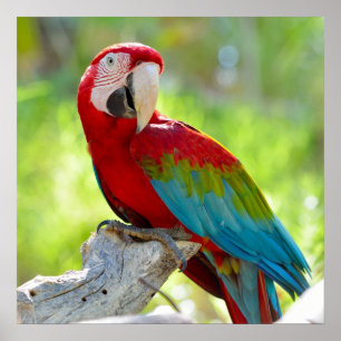Macaw, der auf Niederlassung sitzt Poster