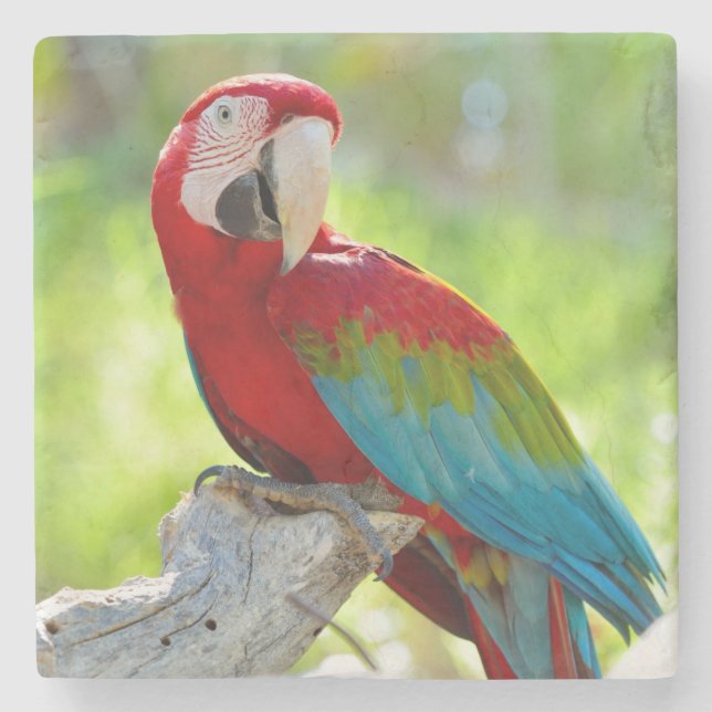 Macaw, der auf Niederlassung sitzt Steinuntersetzer (Vorderseite)