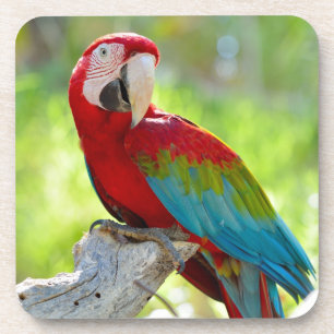 Macaw, der auf Niederlassung sitzt Untersetzer