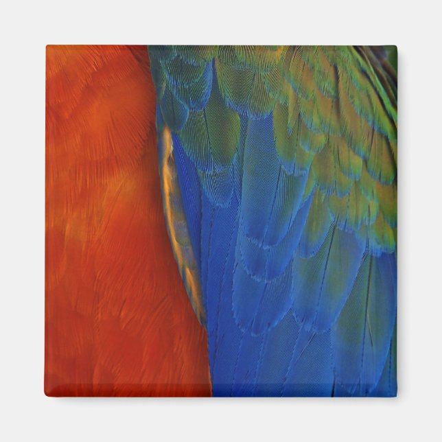 Macaw Feathers Magnet (Vorne)
